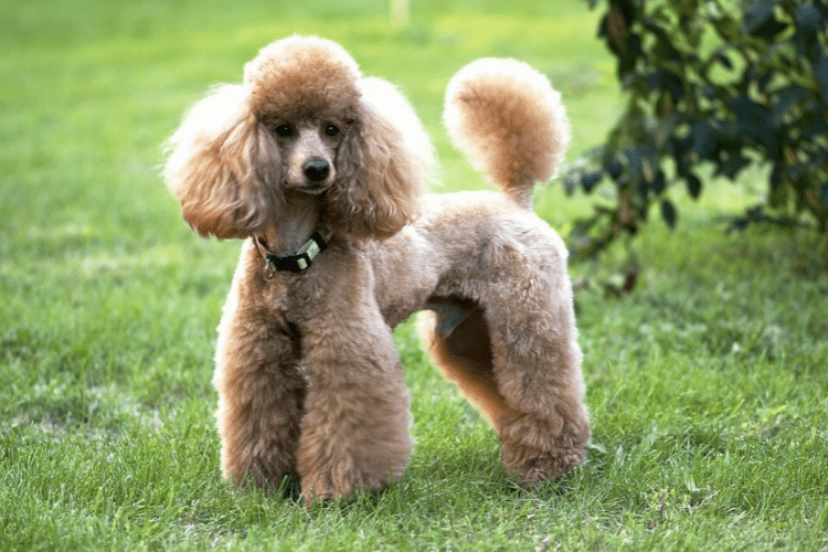 Whose funny poodle is this? – This is my daughter’s dog.