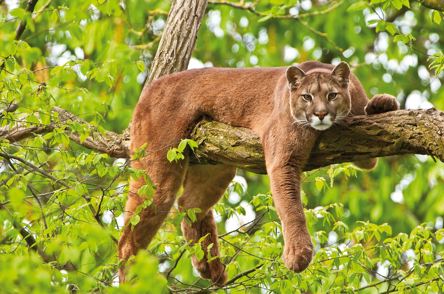 Особенности обитания животных. Пума (Puma concolor):. Пума Северная Америка. Пума горный Лев. Пума Южная Америка.