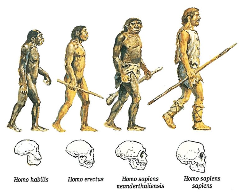 Хомо сапиенс австралопитек Эволюция. Хомо сапиенс неандерталенсис. Кроманьонцев неандертальцев синантропов питекантропов. Этапы эволюции хомо сапиенс. Предки людей виды